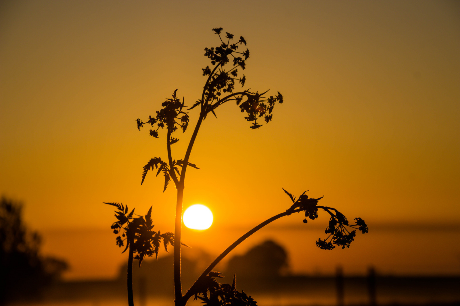 slunečnímu záření, krajina, západ slunce, Příroda, nebe, silueta, větev, svítání, žlutý, večer, ráno, slunce, soumrak, slunce, strom, podzim, list, květ, svítání, rostlina, zlatá hodina, venkov, landsbygd, soluppg ng, s dersl tt, landskap, gryning, gyllenetimmen, atmosférický jev, odlesk, dřevina, savana