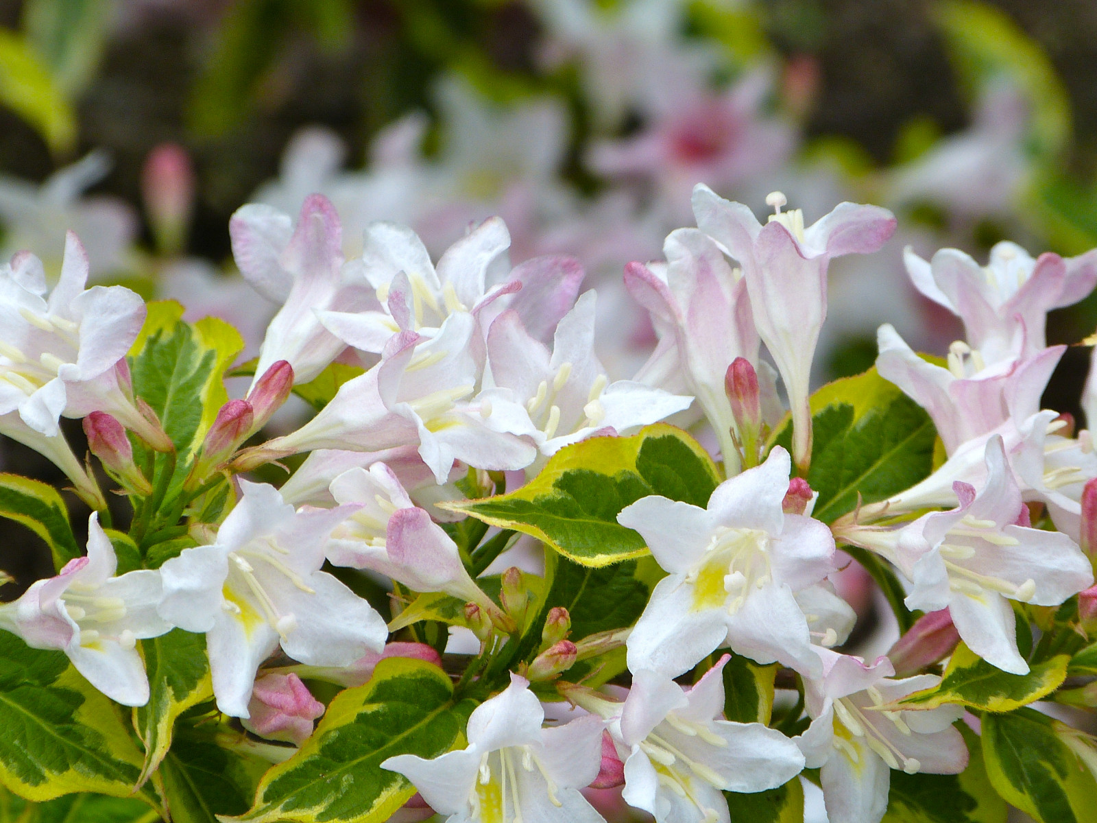 květiny, Příroda, křoví, letní, jaro, květ, rostlina, flóra, zahrada, okvětní lístek, natureselegantshots, magicmomentsinyourlifelevel1, faunayfloradelmundo, excellentsflowers, thebestofmimamorsgroups, magicmomentsinyourlifelevel2, flickrflorescloseupmacros, flowersarebeautiful, natureplus, topshots, photosandcalendar, greatshotss, theoriginalgoldseal, flickrsportal, mixedflowers, mimamorflowers, panoramafotografico, Nová Anglie, divoká rostlina, kvetoucí rostlina, keř, jednoletá rostlina, Flowersarebaeutiful