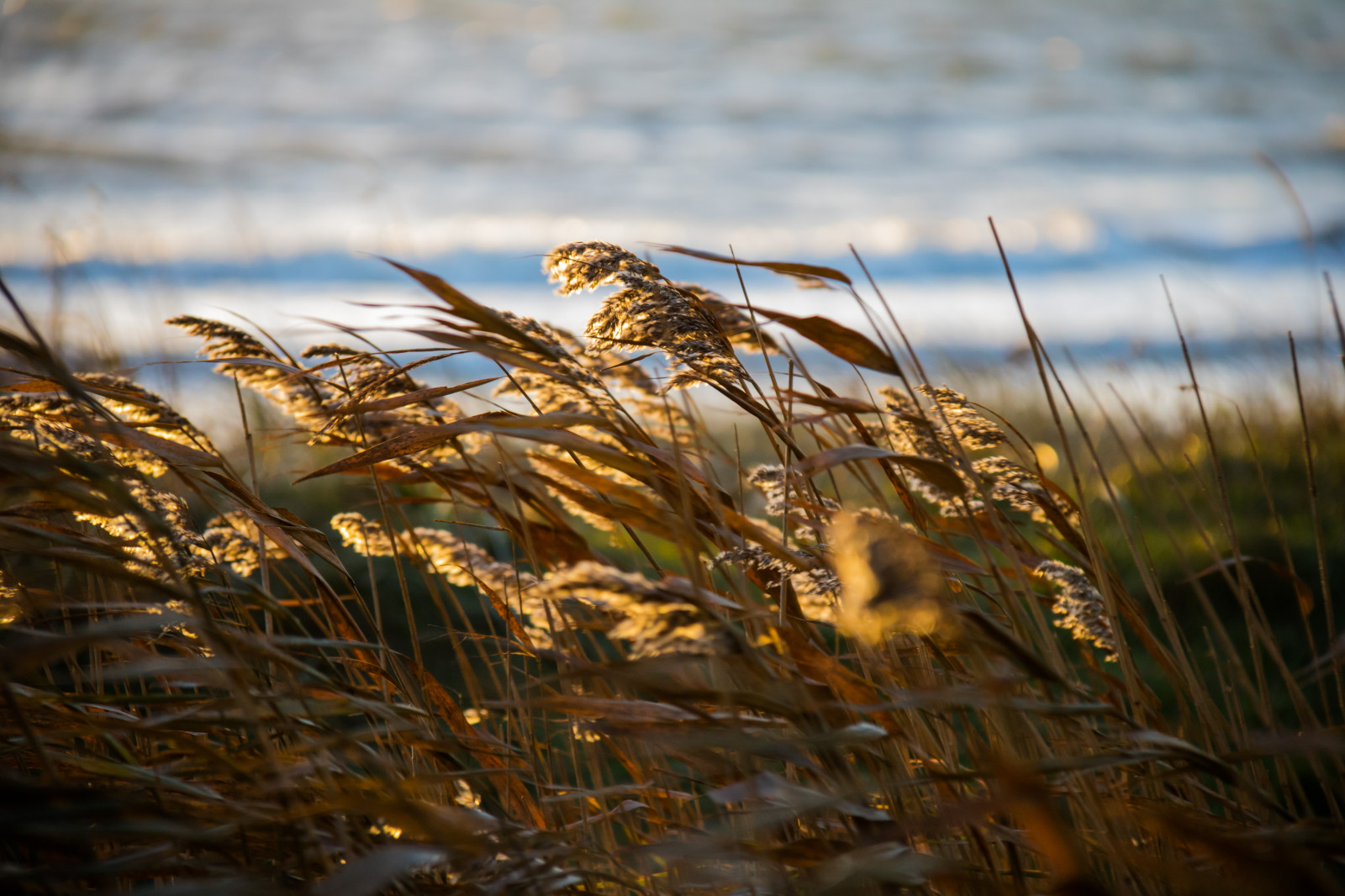 sollys, solnedgang, vand, natur, afspejling, græs, morgen, dyreliv, reed, vådområde, efterår, blad, blomst, solnedg ng, Trelleborg, Vass, exif model canoneos760d, geocountry, kamera gør kanon, geocity, kameramodel canoneos760d, geostate, geolocation, exif linse efs18200mmf3556is, exif åbning 56, exif focallength 200mm, exif gøre kanon, Dalabadets, exif isospeed 640, levested, græs familie
