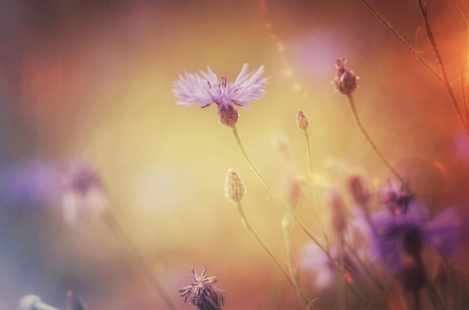 slunečnímu záření, hloubka pole, květiny, rostliny, fotografování, makro, ráno, pyl, květ, barva, podzim, list, květ, rostlina, flóra, okvětní lístek, počítač tapeta, Atmosféra Země, kvetoucí rostlina, zblízka, makro fotografie, daisy rodina