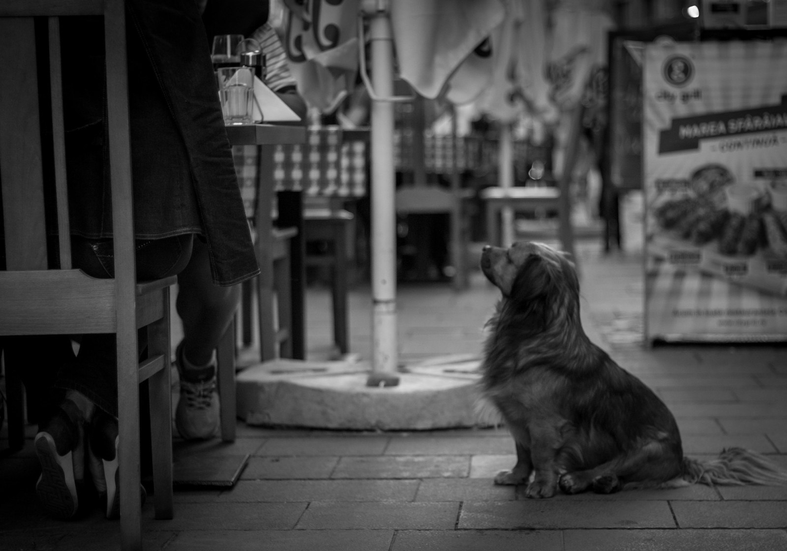 hvid, sort, monokrom, gade, vej, fotografering, tabel, Rumænien, hund, Canon, restaurant, bokeh, Bukarest, 50mm, pige, stil, fotografi, mørke, pattedyr, øjebliksbillede, 500D, Sorin, Roumanie, Mutu, mutusorin, sort og hvid, monokrom fotografering, hvirveldyr, snude, hund som pattedyr, stadig liv fotografering, Bucuresti, Bucarest