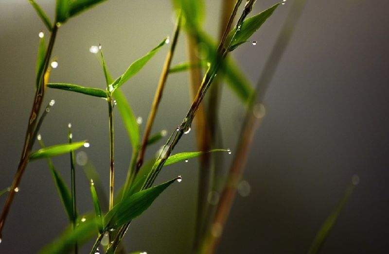 sunlight, nature, grass, plants, branch, insect sunlight, nature, grass, plants, branch, insect