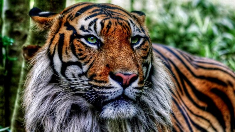 tiger, wildlife, big cats, Zoo, whiskers, jungle tiger, wildlife, big cats, Zoo, whiskers, jungle