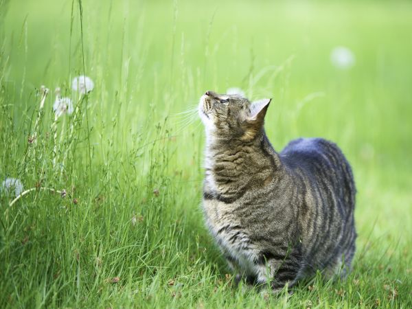 cat, grass, walk, thick, Curiosity, observe