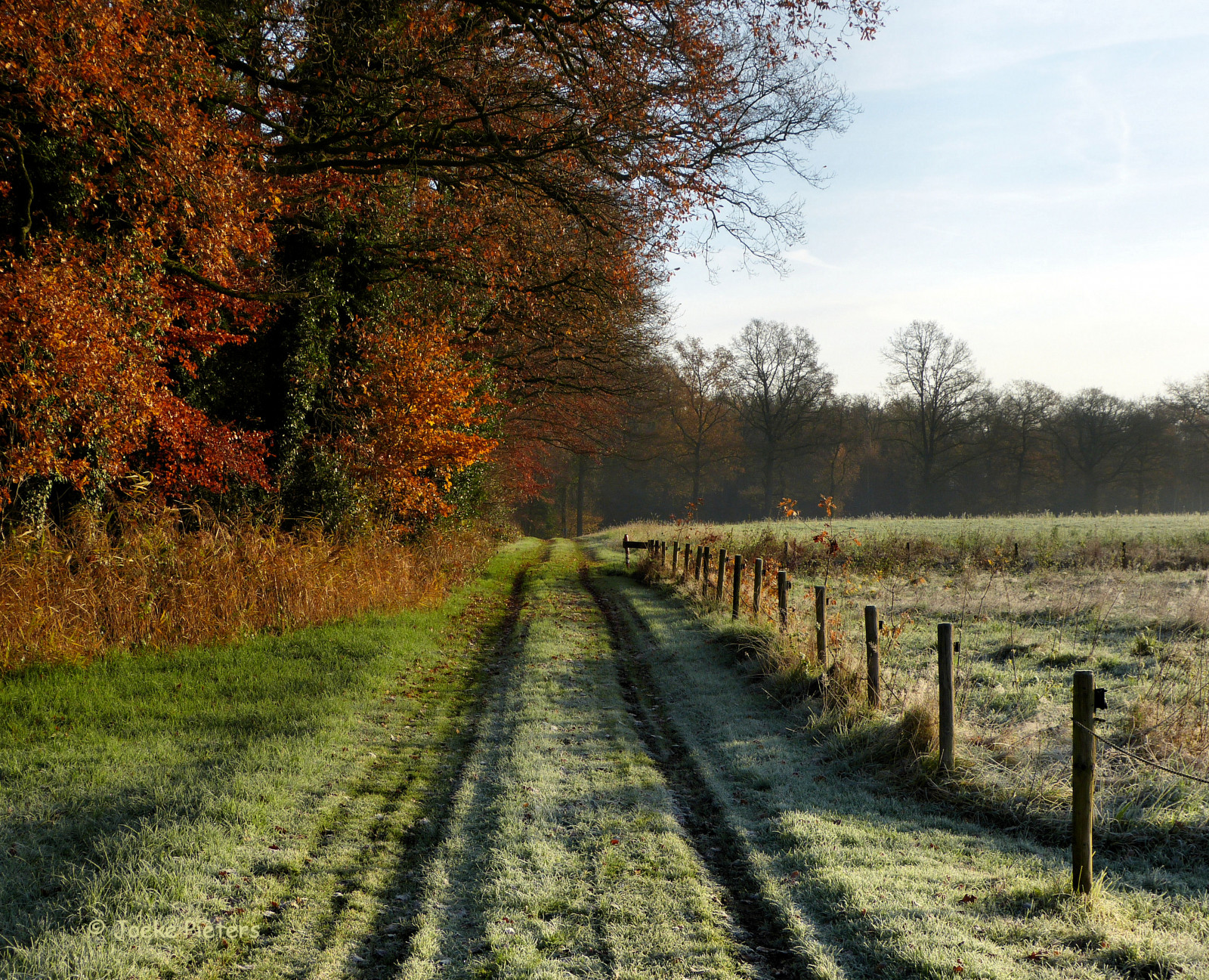 slunečnímu záření, krajina, podzim, Příroda, tráva, nebe, zima, pole, silnice, větev, večer, ráno, mráz, hospodařit, Prašná silnice, Nizozemí, plot, cesta, Holandsko, strom, podzim, list, lučina, rostlina, mygearandme, prosinec, pastvina, zemědělství, louka, plantáž, mygearandmepremium, mygearandmebronze, mygearandmesilver, mygearandmegold, nederland, mygearandmeplatinum, mygearandmediamond, Winterswijk, Gelderland, zálesí, prérie, háj, Herfst, panasonicdmcfz150, venkov, dřevina, tráva rodina, Vorst, Achterhoek, podložka, Woold, HEK, Rijp, gelderschlandschap, 1120489