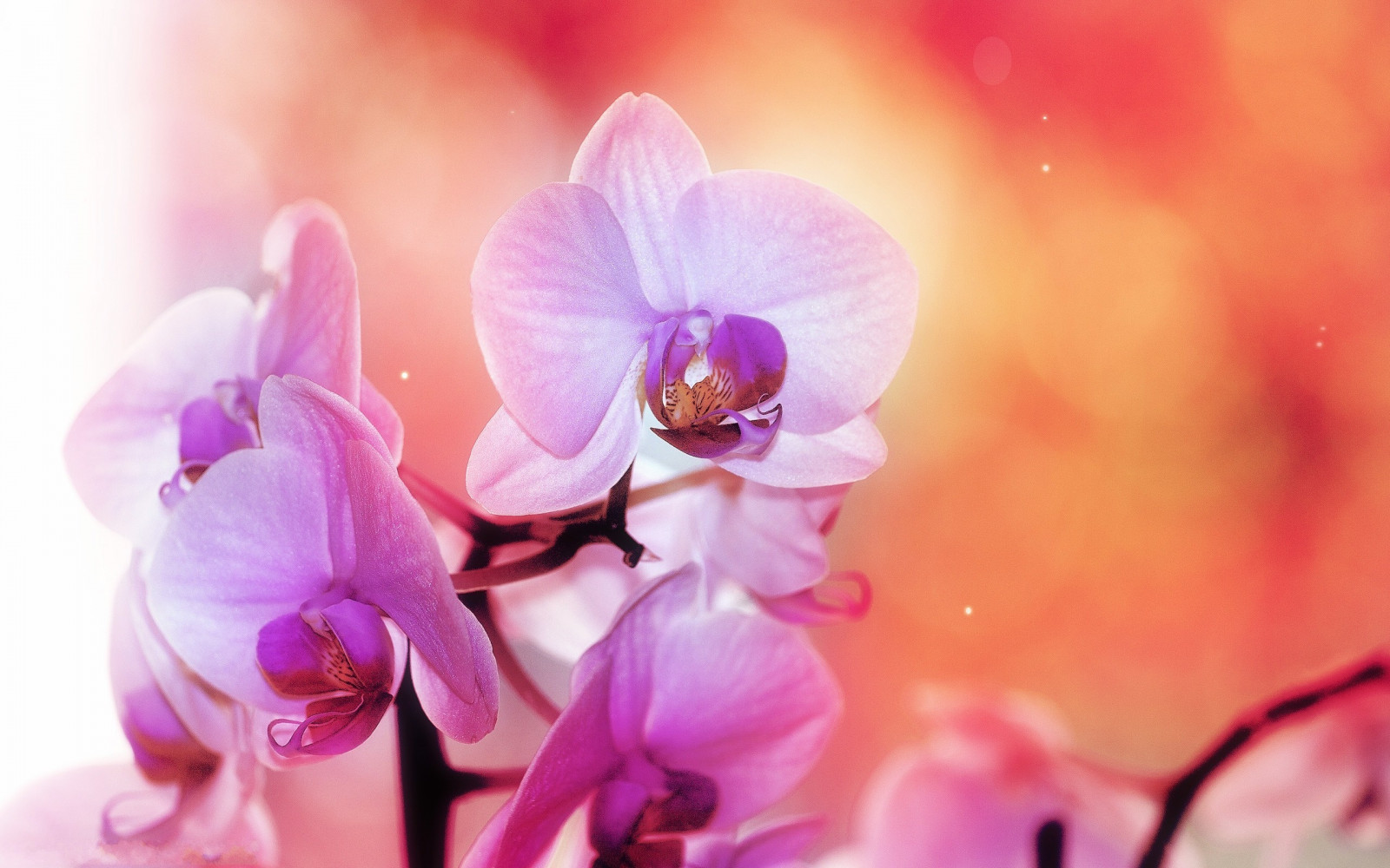 Wallpaper 2560x1600 px, orchids, pink flowers 2560x1600 wallhaven