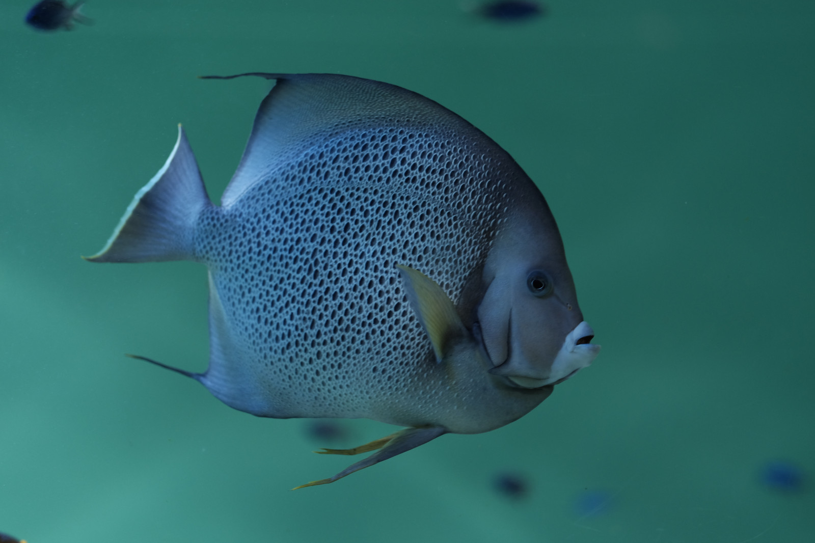 Ryba, Pod vodou, Tokio, Fujifilm, biologie, Fujinon, x, xf56mmf12r, xf56mm, XT1, Kasai, kasairinkaipark, tokyosealifepark, fauna, obratlovců, mořská biologie, pomacanthidae