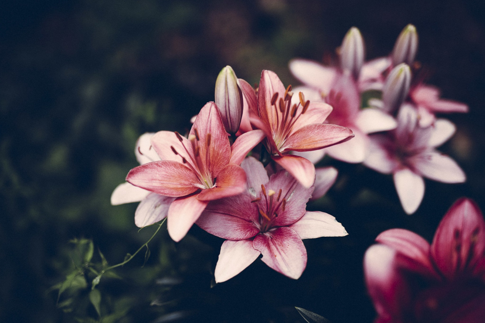 Hintergrundbilder Blumen, Pflanzen, Fotografie, Makro, blühen, Rosa