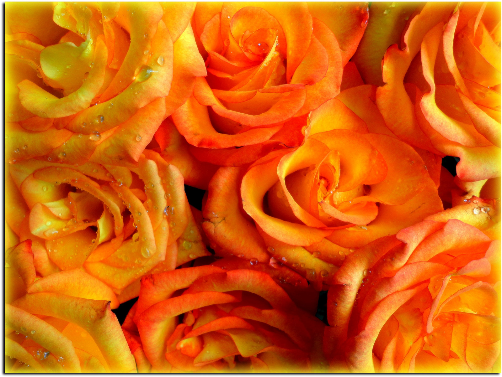 květiny, Přátelé, růže, flores, amigos, Příroda, žlutý, amor, natureza, Radost, Felicidade, štěstí, amarelo, Touha, alegria, Rosas, Desejo