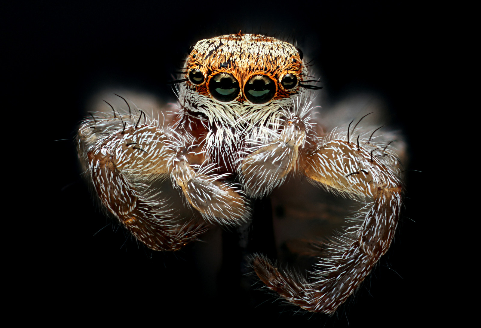 Wallpaper orange, macro, history, nature, photography, spider, interesting, eyes, spiders