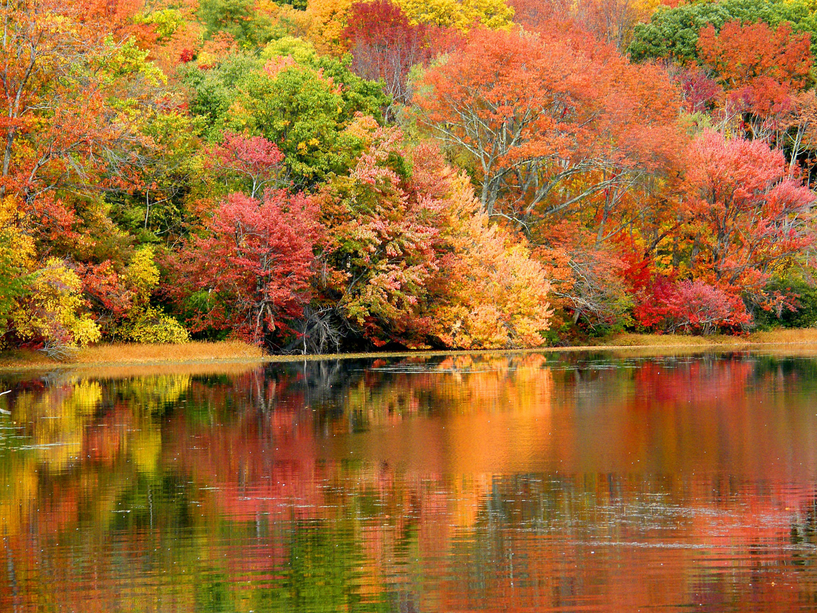 parco, autunno, alberi, rosso, arancia, lago, riflessione, albero, autunno, natura, colori, le foglie, automne, catchycolors, foglia, colorato, colori, le stagioni, naturale, fallcolors, Herbst, autumncolors, quattro stagioni, riflessioni, autunno, autunnale, colorexplosion, 4Seasons, s gis, un corno, jesien, jesiennie, 100commentgroup