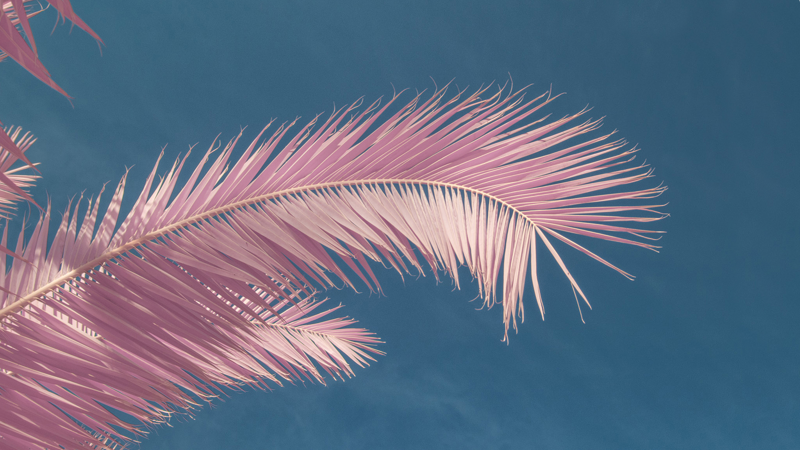 Wallpaper : clear sky, pink, palm trees 1600x900 - negruzzi - 1381659