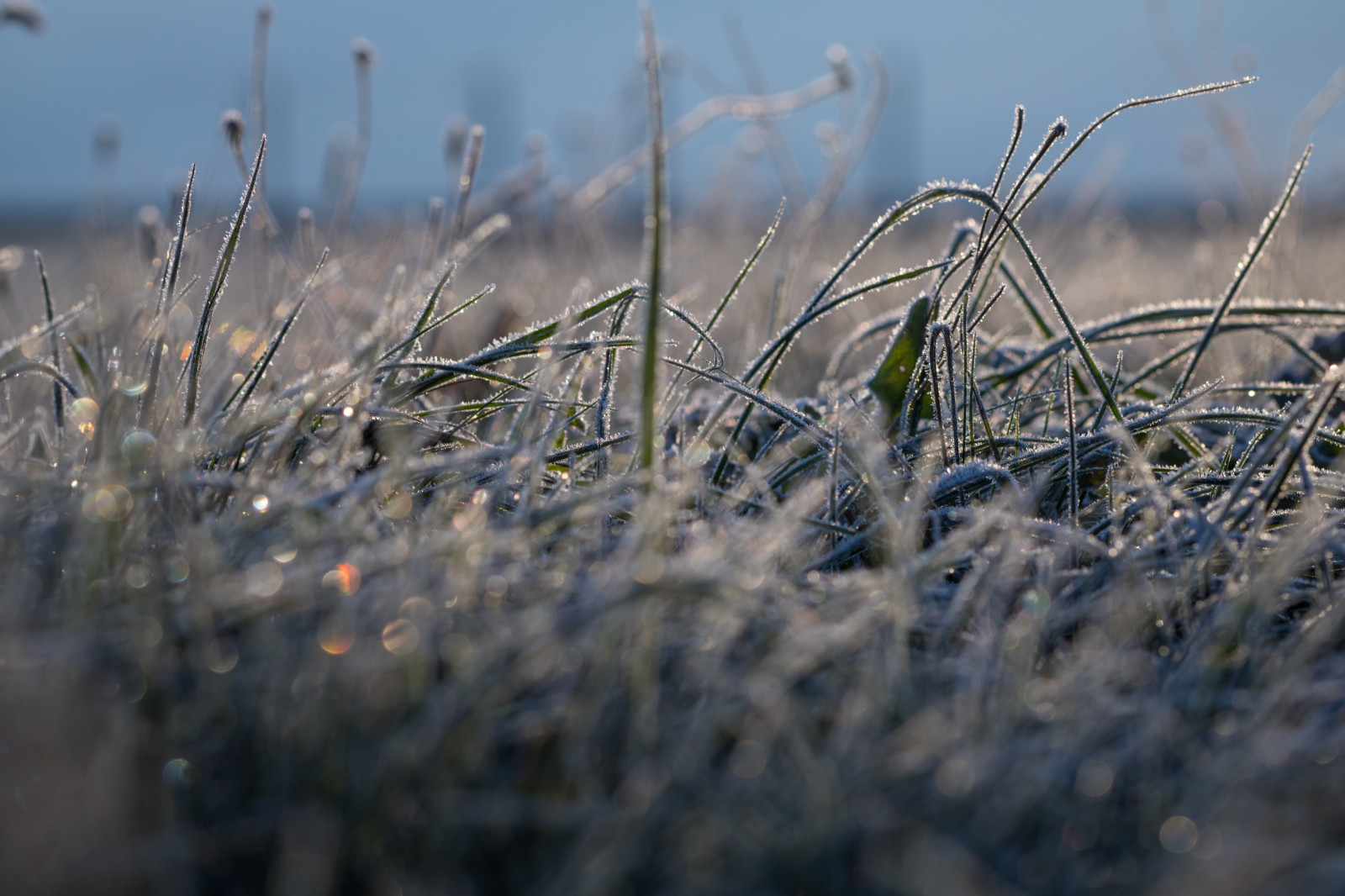 slunečnímu záření, voda, Příroda, tráva, zima, pole, makro, větev, Studený, ráno, mráz, vítr, mokřadní, strom, podzim, list, květ, rostlina, sezóna, flóra, makro, natur, s dersl tt, kallt, prérie, místo výskytu, zblízka, makro fotografie, tráva rodina, Phragmites