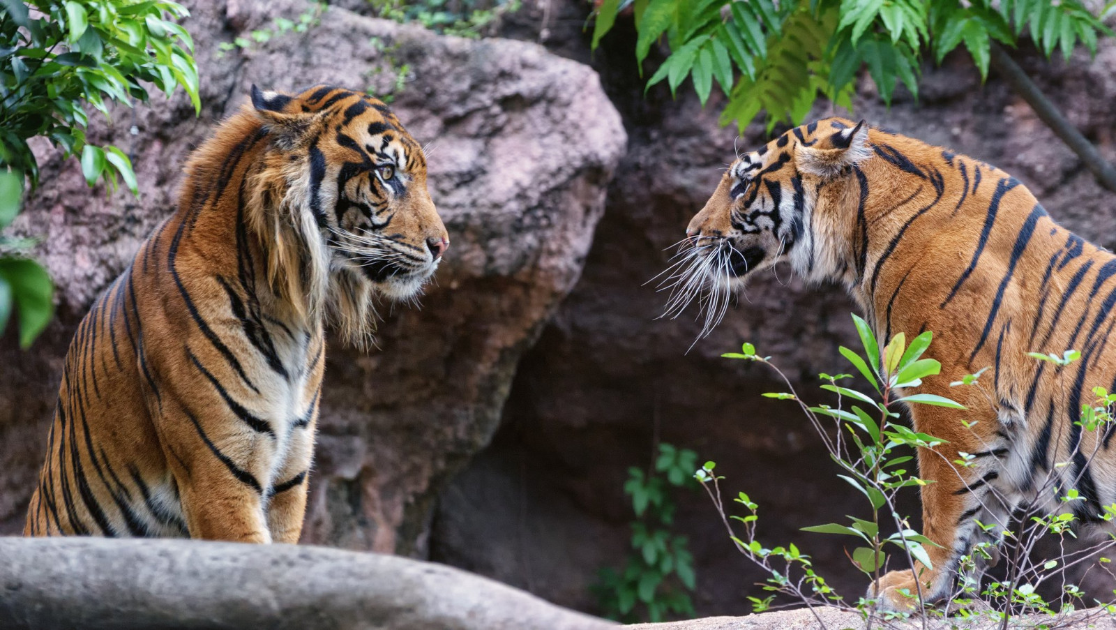 2048x1157 px, tiger