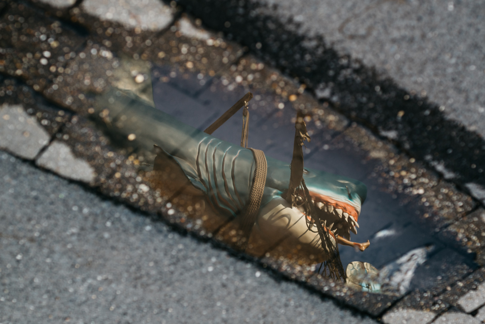 žralok, hai, pf tze, louže, odraz, reflektion, spiegelung, sonya7r, canonfd, Canonfd50112l, poslat, Munster, veletrh, deutschland, Německo