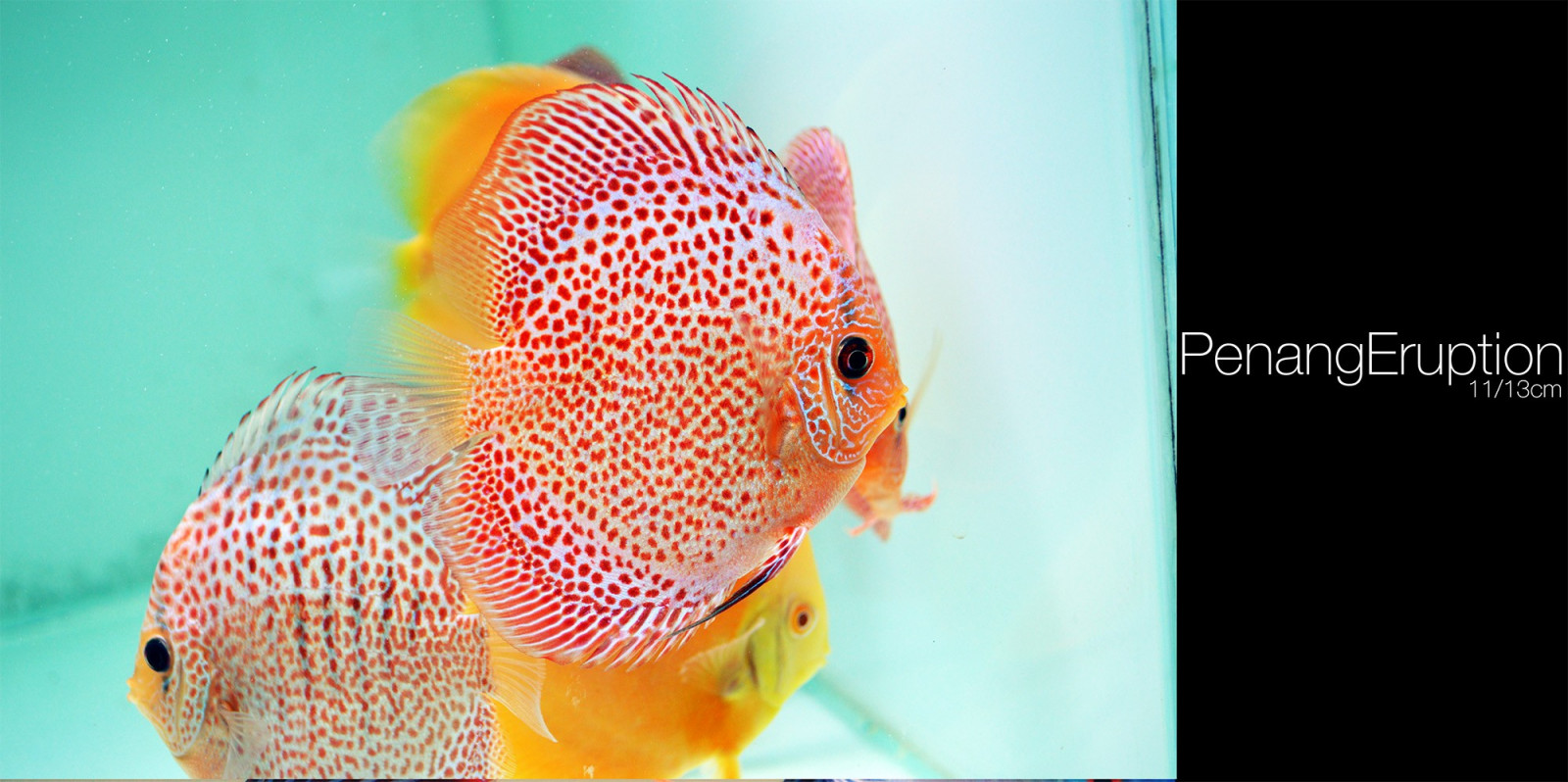 zvěř, Ryba, žlutý, Pod vodou, akvárium, zlatá rybka, Discus Fish, biologie, obratlovců, zblízka, makro fotografie, mořská biologie, organismus, Pomacentridae