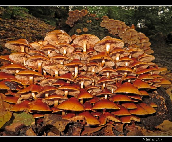 mushroom, log, october, fungus, 2012, tree