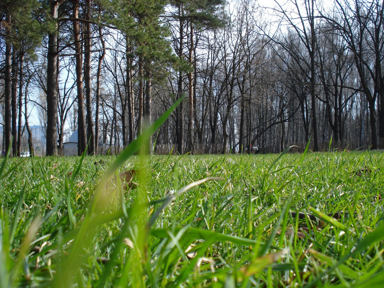 slunečnímu záření, stromy, les, tráva, pole, zelená, mokřadní, strom, list, květ, rostlina, flóra, pastvina, vegetace, zemědělství, louka, plantáž, trávník, zálesí, venkov, místo výskytu, přírodní prostředí, botanika, ekosystém, tráva rodina, neloupané pole