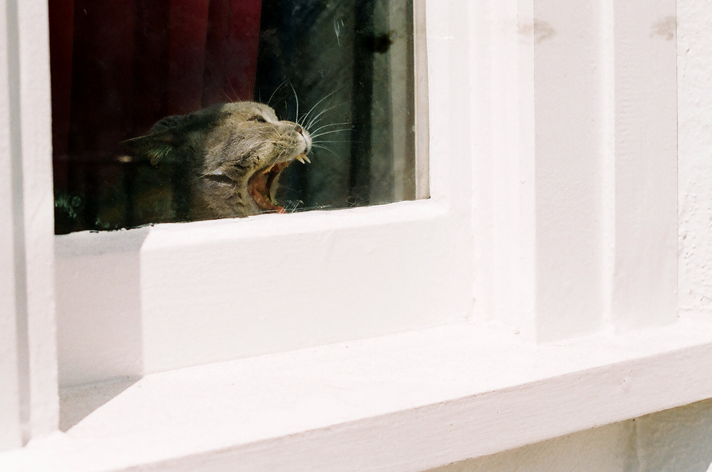 domácí zvíře, kočky, Domácí mazlíčci, barva, oko, film, okno, zvíře, zvěř, kočka, 35MM, Kánon, zub, vlasy, srst, 50mm, Šedá, Sussex, oči, Kočkovitý, Brighton, Hove, zuby, záclona, zívnutí, 200iso, iso, negativní, 35mmfilm, 200, Průhled, Plus, analog, eastsussex, okenní rám, zívání, fd, Canonal1, Xyz, Kemptown, colournegative, Myneighbourhoodhood, C41, Catinwindow, Brightonandhove, Al1, Notscary, Fdlens, Agfaphoto, thelittledoglaughed, thecatwhoturnedonandoff, Udržovánívideo, Agfaphotovistaplus