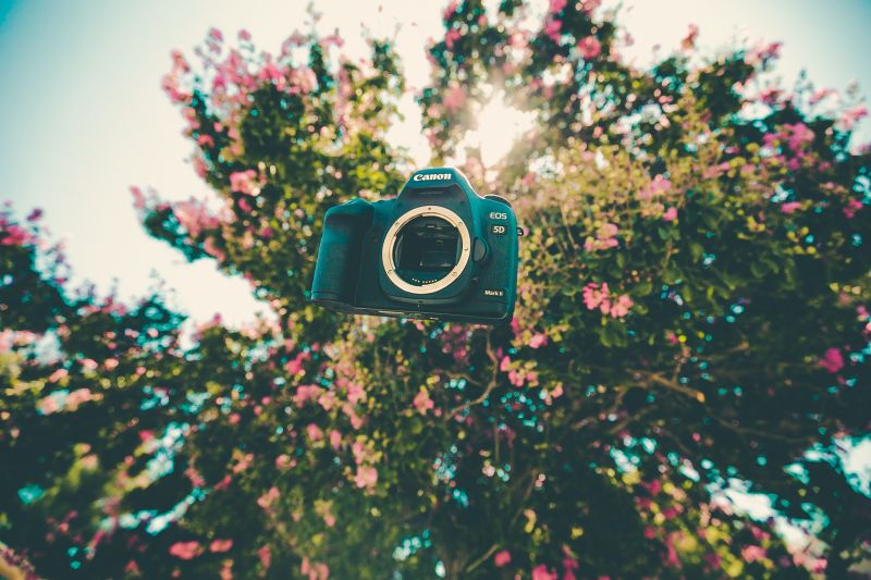 flowers, nature, trees, depth of field, reflection, photography flowers, nature, trees, depth of field, reflection, photography
