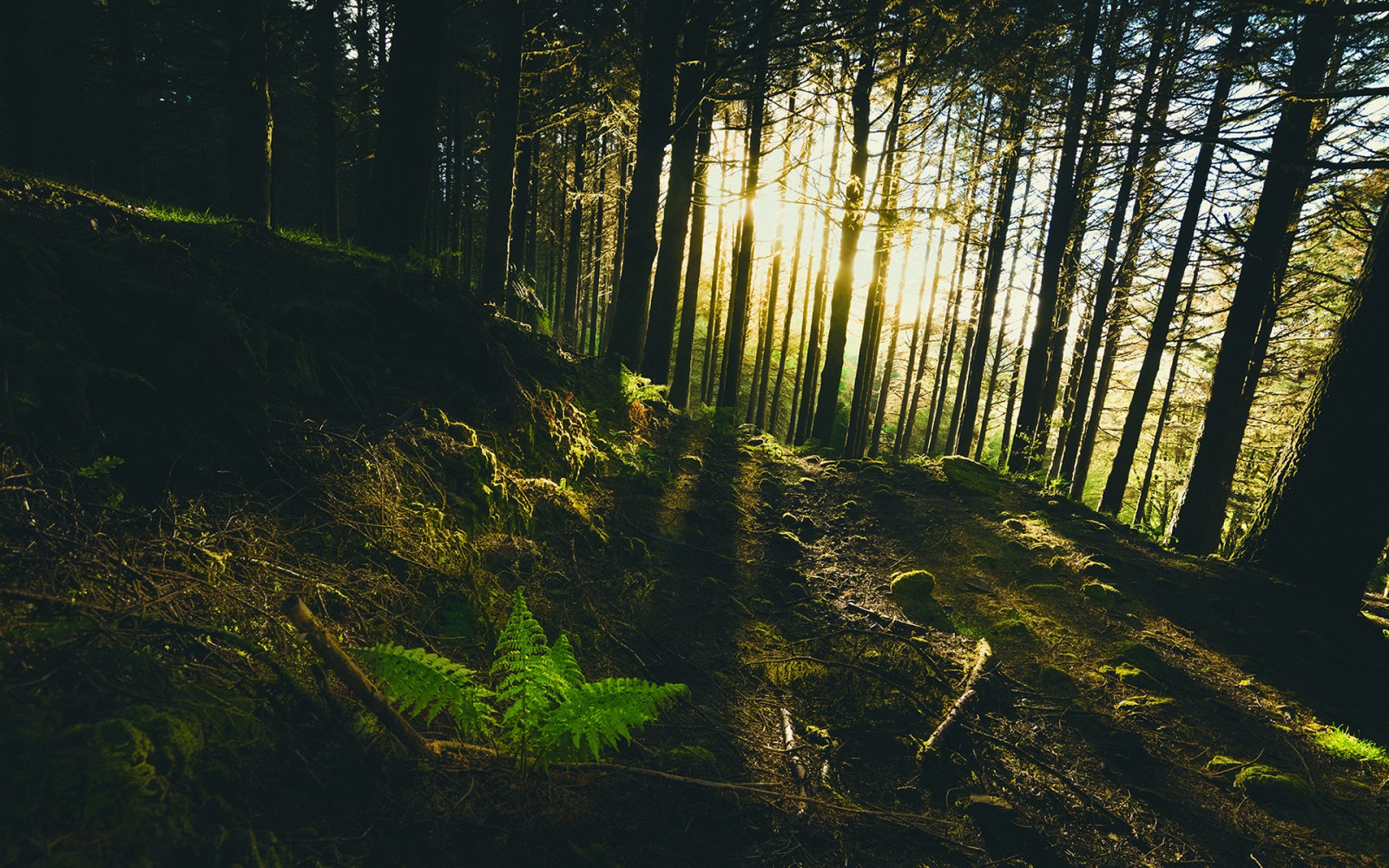 slunečnímu záření, krajina, les, Příroda, odraz, tráva, větev, zelená, ráno, divočina, džungle, deštný prales, světlo, strom, podzim, list, rostlina, flóra, tma, zálesí, místo výskytu, přírodní prostředí, atmosférický jev, dřevina, ekosystém