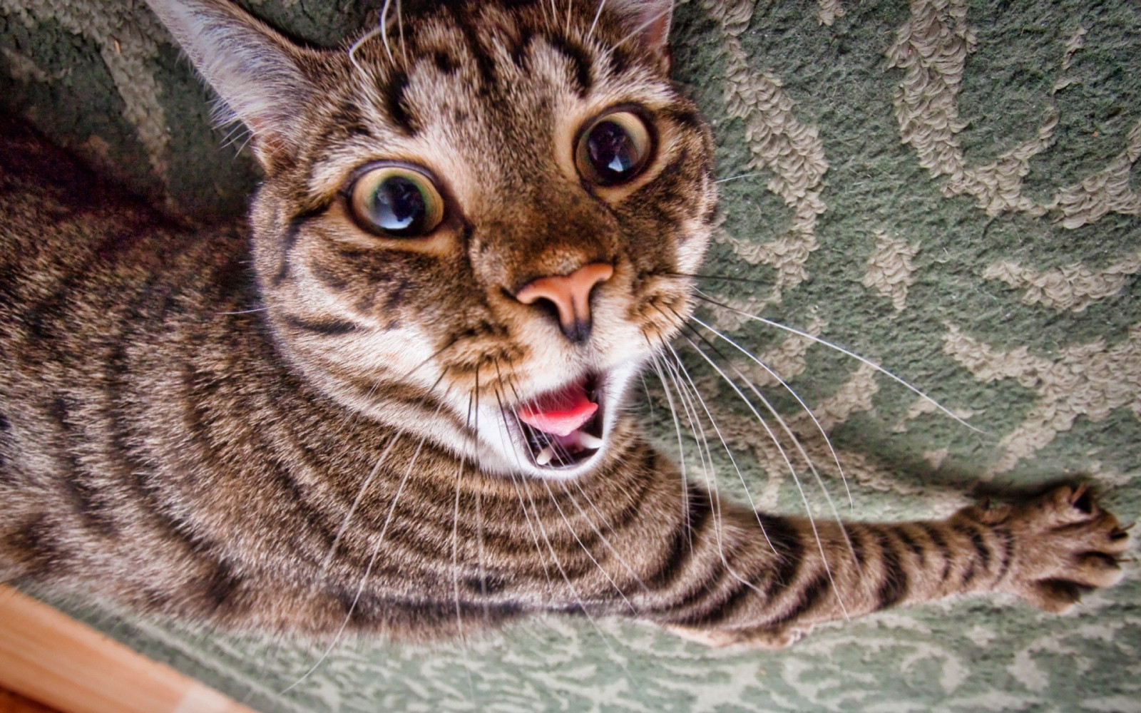 kat, dyr, tæt på, dyreliv, whiskers, Ocelot, savanne, vildkat, bobcat, katte, killing, fauna, pattedyr, 1920x1200 px, hvirveldyr, kat lignende pattedyr, små til mellemstore katte, tabby kat, bengal, rustplettet kat, european shorthair, nisse bob, Toyger, ocicat