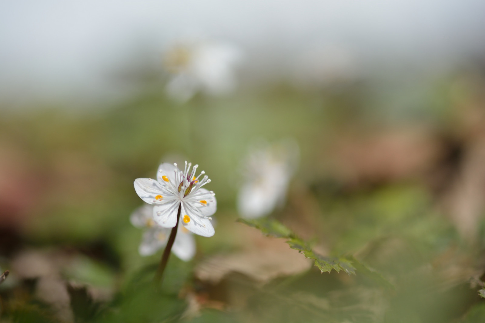 Wallpaper flowers, white, flower, macro, green, nature, Japan, Nikon, February, 105mmf28