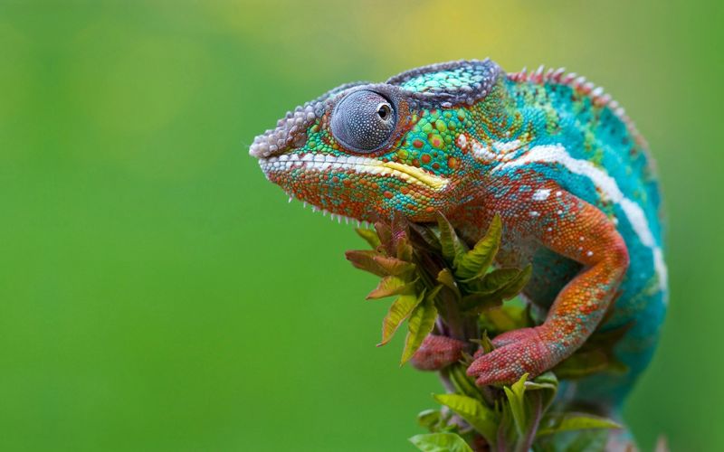1920x1200 px,eläimet,chameleons,matelija