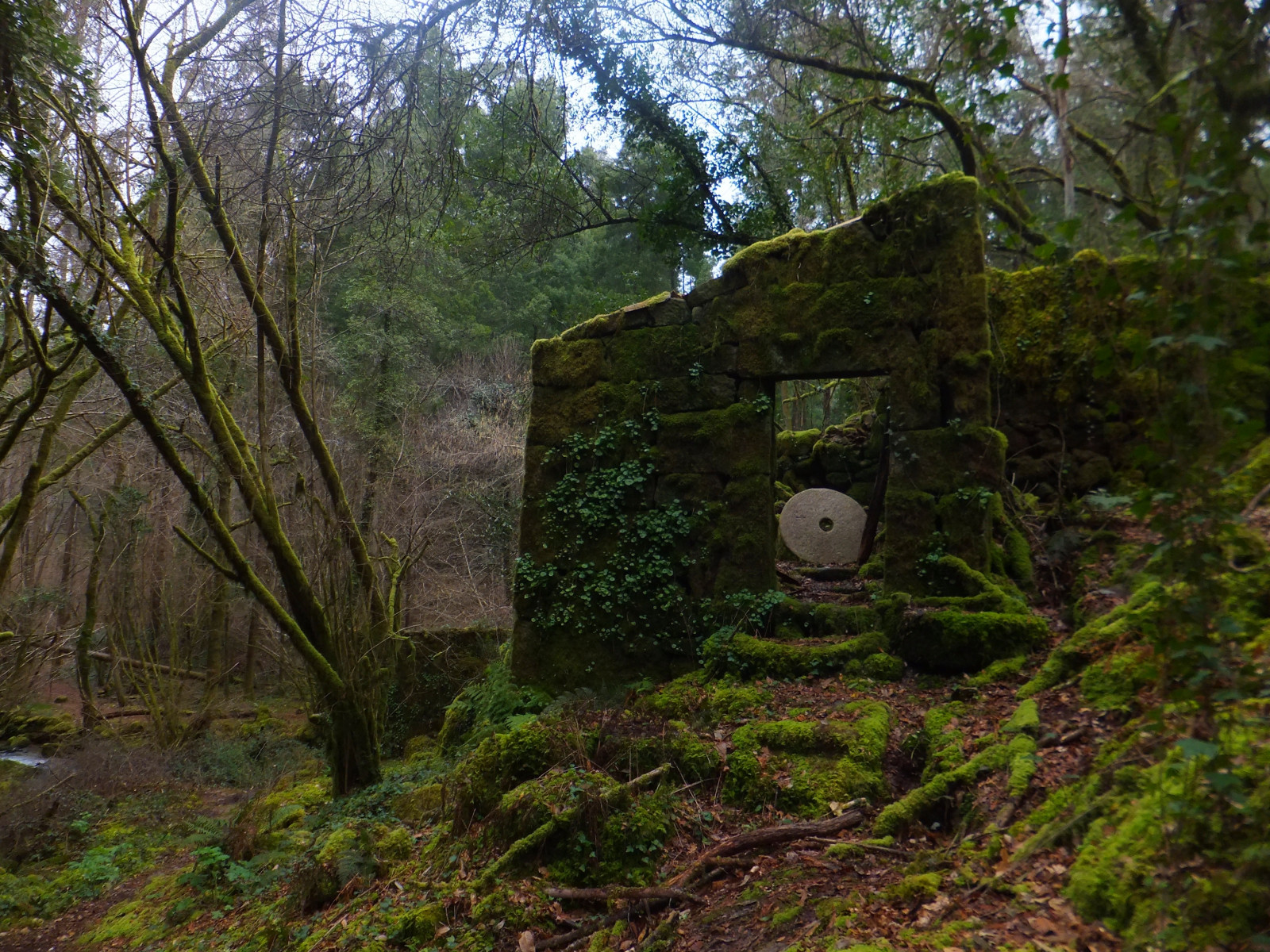 krajina, les, Skála, tráva, mech, řeka, Španělsko, džungle, mlýn, turistika, chůze, deštný prales, Galicia, přírodní rezervace, trekking, strom, list, rostlina, Rio, vegetace, zálesí, moulin, MUSGO, biome, prales, teresalaloba, abandono, Gondomar, Valmi nebo, senderismo, molino, zanedbání, mlýn, moa, mlýnský kámen, Couso, Atorre, Mui o, Razas, Riodarasas, Riodasrasas, Riodasrazas, Riodarosa, Mui ocandaldearriba, Riodecouso, Muela, G007