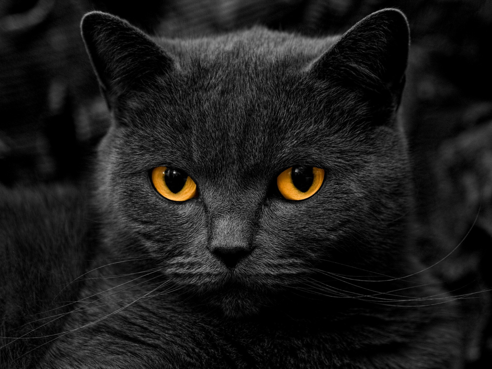 Wallpaper nose, whiskers, British, Black Cat, eye, black and white