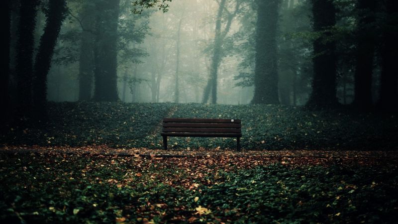 zonlicht, bomen, Bos, vallen, bladeren, natuur zonlicht, bomen, Bos, vallen, bladeren, natuur