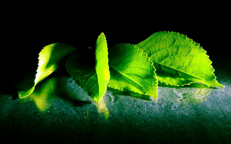 2560x1600 px, donker, bladeren, macro, natuur