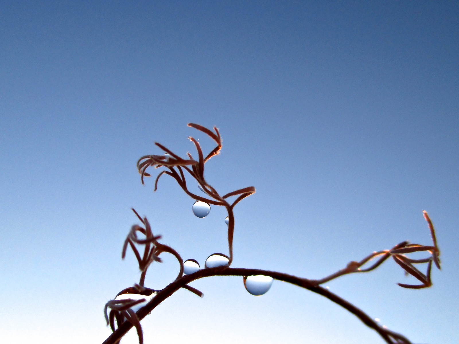 makro, mrtví, Lom světla, vysuší, kapky vody, větvičky, bity, kaos2, Artesmie