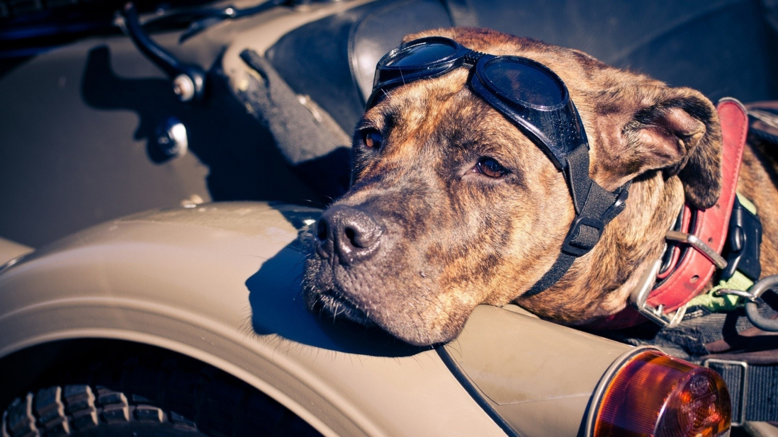 zvěř, Pes, 1920x1080 px, čenich, pes jako savec, psí plemeno