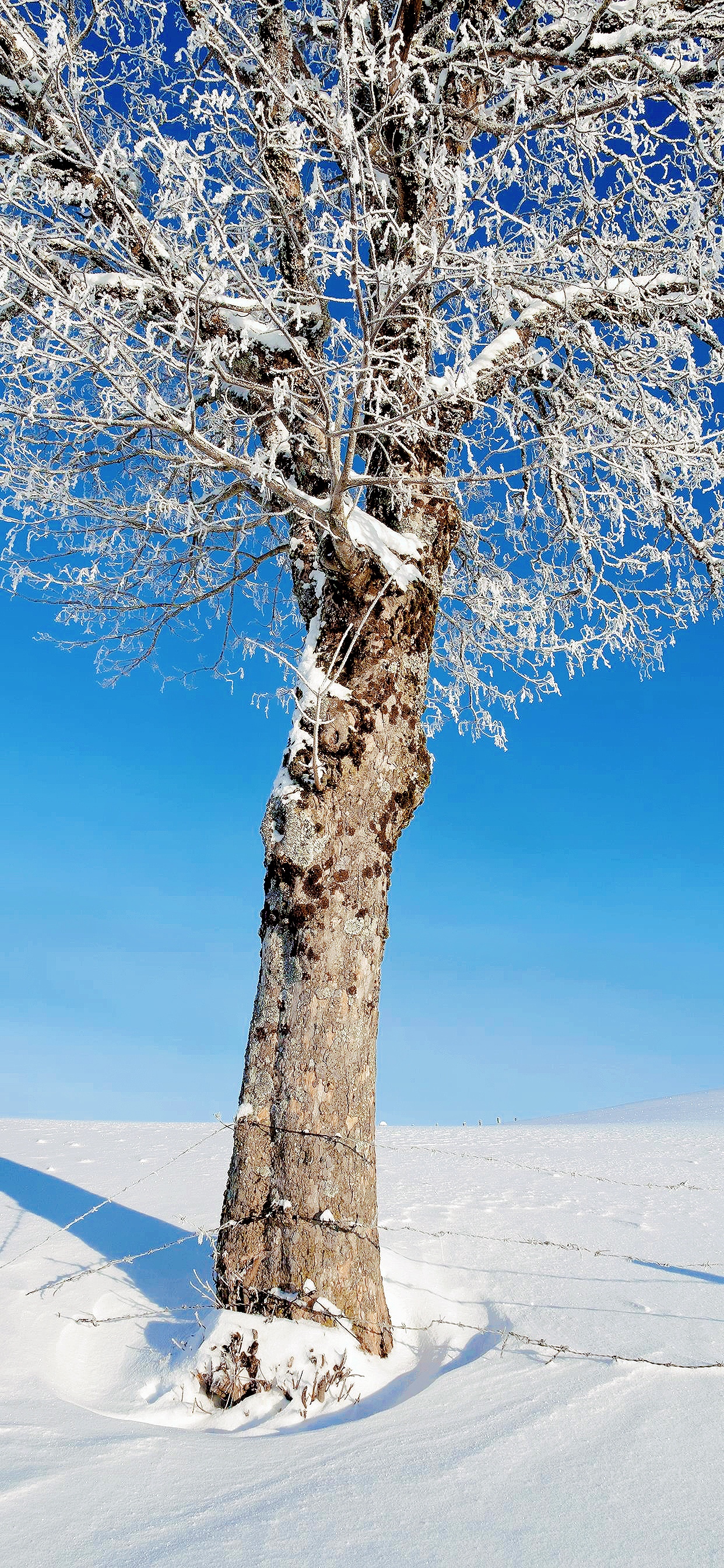 natur, sne, mobiltelefon, træer, lodret, vinter