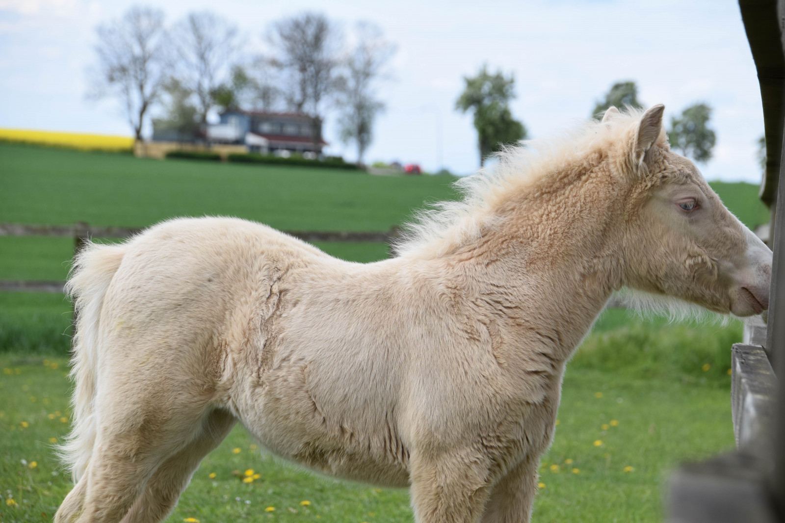 Příroda, kůň, nebe, žlutý, Švédsko, Sverige, Hříbě, venkovní, sk nel n, se, nebe, sk ne, venkov, pastvina, landsbygd, znásilnění, silnice, brassicanapus, rapseed, spannm l, hříbě, kobyla, fauna, savec, obratlovců, hříva, kůň jako savci, hřebec, mustang kůň, psí plemeno skupina