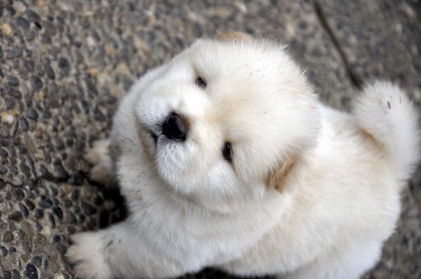 bambino,leggero,Chow chow,cucciolo