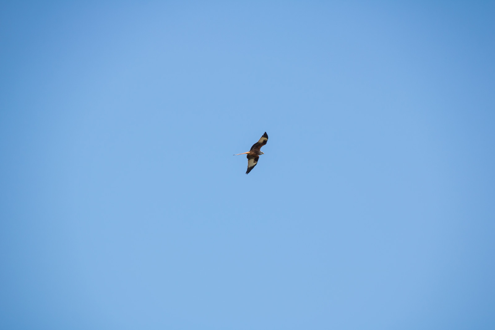 nebe, dravý pták, Let, pták, b rringe, milvusmilvus, rovf gel, redkit, r dglada, f gelbird, křídlo, Atmosféra Země, extrémní sport, Airshow, parašutismus