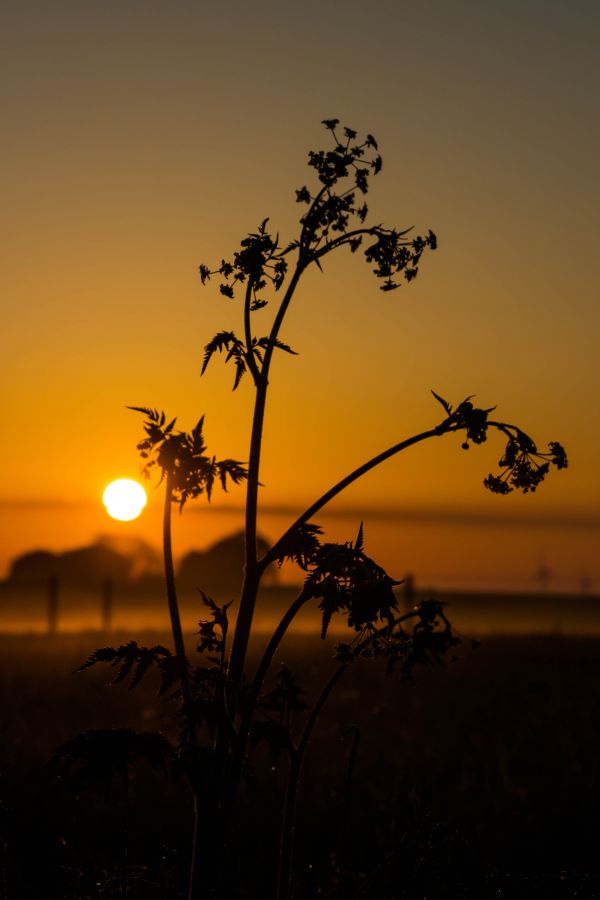 sunlight,landscape,sunset,nature,sky,silhouette