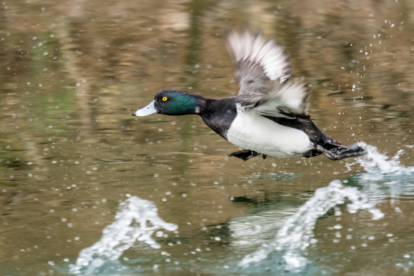 Reiherente, tuftedduck, trsovitý, kachna, Ente, BIF, Vzlétnout, přistání, kaluž, Droplett, jezero, Remerschen