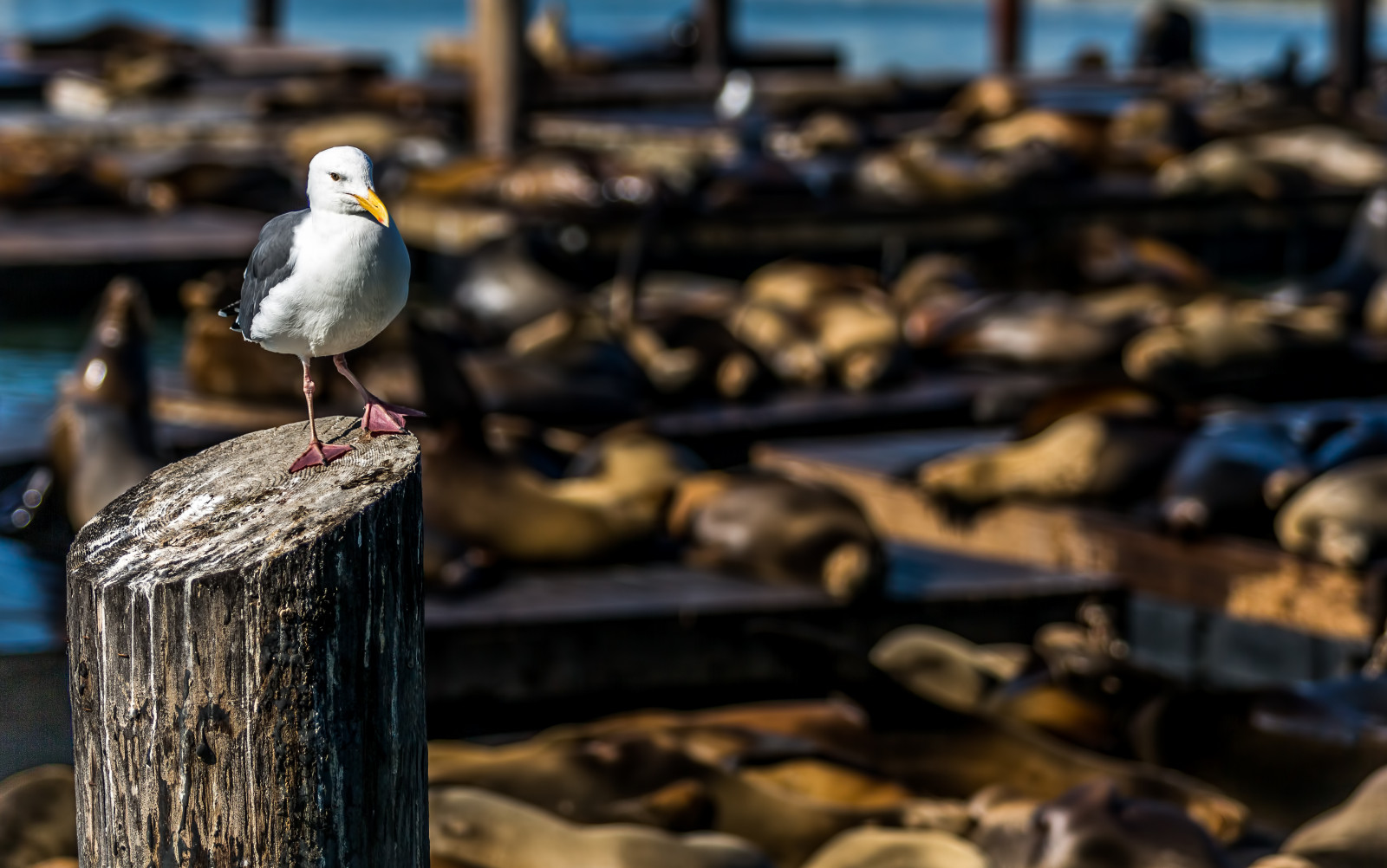 zvěř, dřevo, Cestovní ruch, Kalifornie, izolace, lachtanovití, Soustředit se, hloubka pole, Amerika, pták, racek, francisco, eos, bayarea, sanfrancisco, 5dmk3, 5dmkiii, canondslr, Frisco, fishermanswharf, pier39, seallions, seqlife