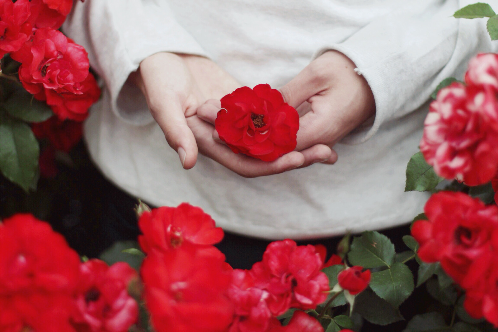 květ, růže, Červené, zahradní růže, růže rodina, kvetoucí rostlina, růže objednávka, rostlina, okvětní lístek, floristika, aranžování květin, kytice, řezané květiny, květinový vzor, nemluvně, dítě, pivoňka, Růžová rodina