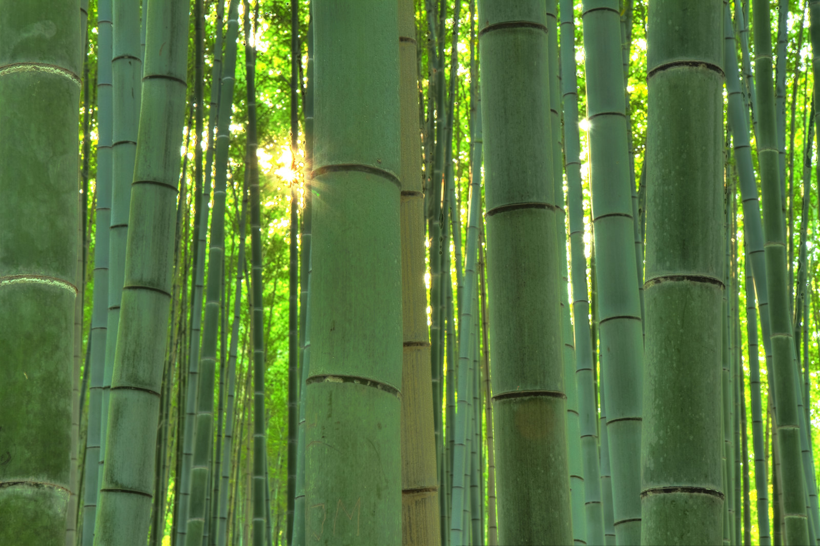 cesta, výlet, cestovat, viaje, stromy, naturaleza, slunce, slunečnímu záření, strom, verde, zelená, Příroda, Japonsko, Kánon, arbol, fotografování, japonský, Michal, fotografie, Kyoto, Asie, paprsek, Photographie, obraz, foto, natur, obrázek, natura, pic, snímky, vert, bambus, sbírka, arbres, 7d, Getty, asie, Japao, Imagenes, arbre, Japon, rai, Giappone, HDR, imagen, Bambou, Gettyimages, japonais, paprsek světla, japonia, japonya, Bambusové, Top20hdr, gettycollection, ducloux, Raidelumi re, micky75017, michaelducloux