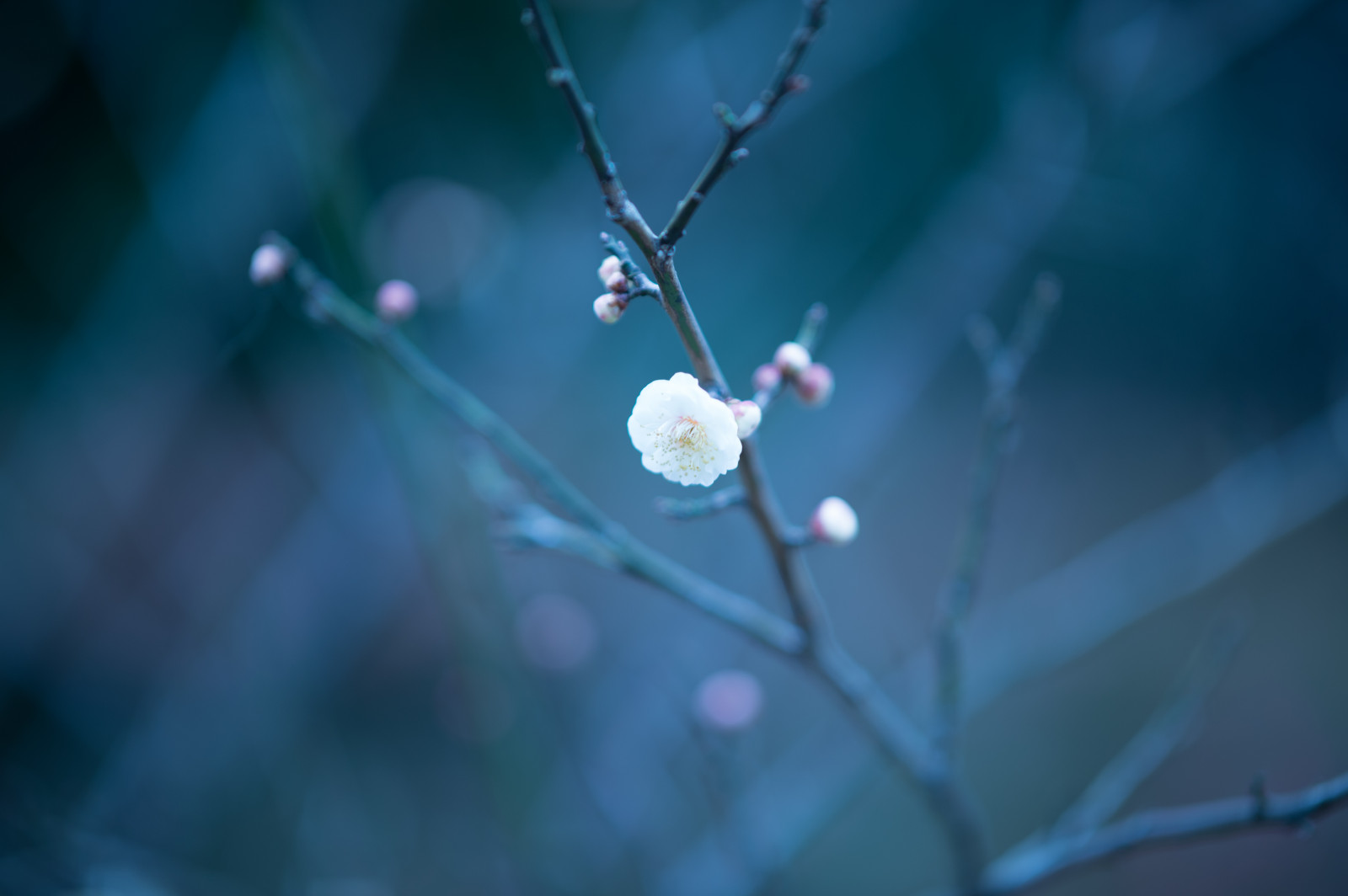 Japonsko, slunečnímu záření, voda, Příroda, odraz, fotografování, větev, zelená, modrý, Nikon, květ, jaro, Tokio, rosa, zmrazení, jp, světlo, barva, NIKKOR, list, květ, rostlina, sezóna, UME, flóra, okvětní lístek, afs105mmf14eed, afsnikkor105mmf14eed, df, ikegamibaien, Ikegami, japaneseapricot, zblízka, makro fotografie, vlhkost