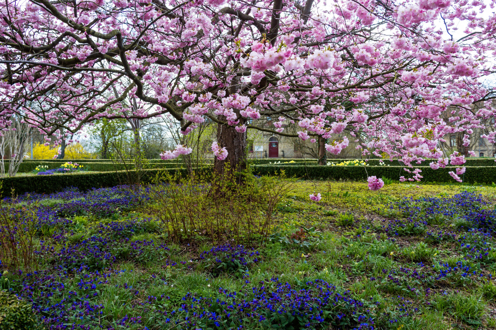 Hintergrundbilder Garten, Park, blühen, Frühling, Blume, Kirschblüte