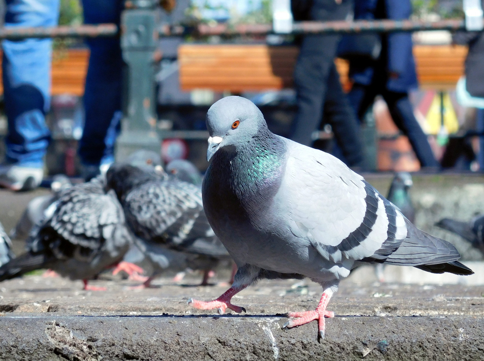 kuş, Güvercinler ve güvercinler, fauna, gaga, kuş tüyü