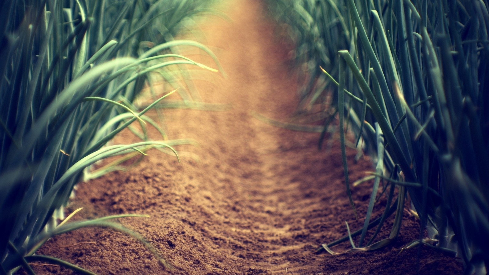 slunečnímu záření, les, hloubka pole, Příroda, odraz, tráva, rostliny, větev, zelená, světlo, strom, list, květ, rostlina, tma, půda, počítač tapeta, zblízka, makro fotografie, tráva rodina