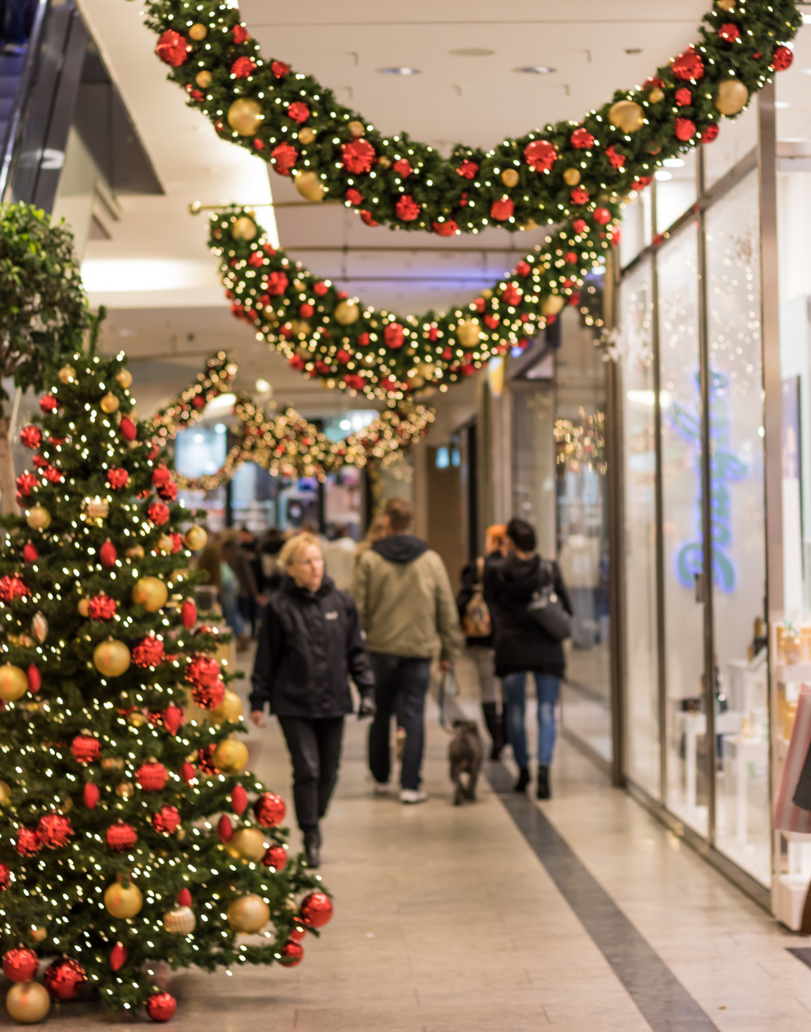 Německo, Vánoční strom, Vánoce, květ, Vánoce, vánoční strom, julgran, vánoční trh, července, Německo, deutschland, Rostock, julmarknad, exif modelu canoneos760d, geocountry, Kamera aby kánon, geocity, Model fotoaparátu canoneos760d, geostate, geolocation, exif aby kánon, exif isospeed 200, exif focallength 50mm, EXIF ef50mmf18stm čočka, EXIF otvor 25, weinachtsmarkt, vánoční dekorace, floristika