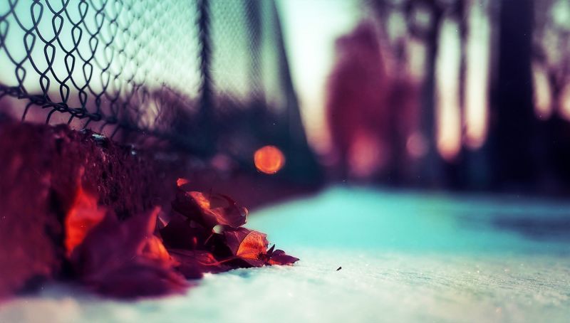 1900x1080 px, bokeh, recinto, le foglie, urbano