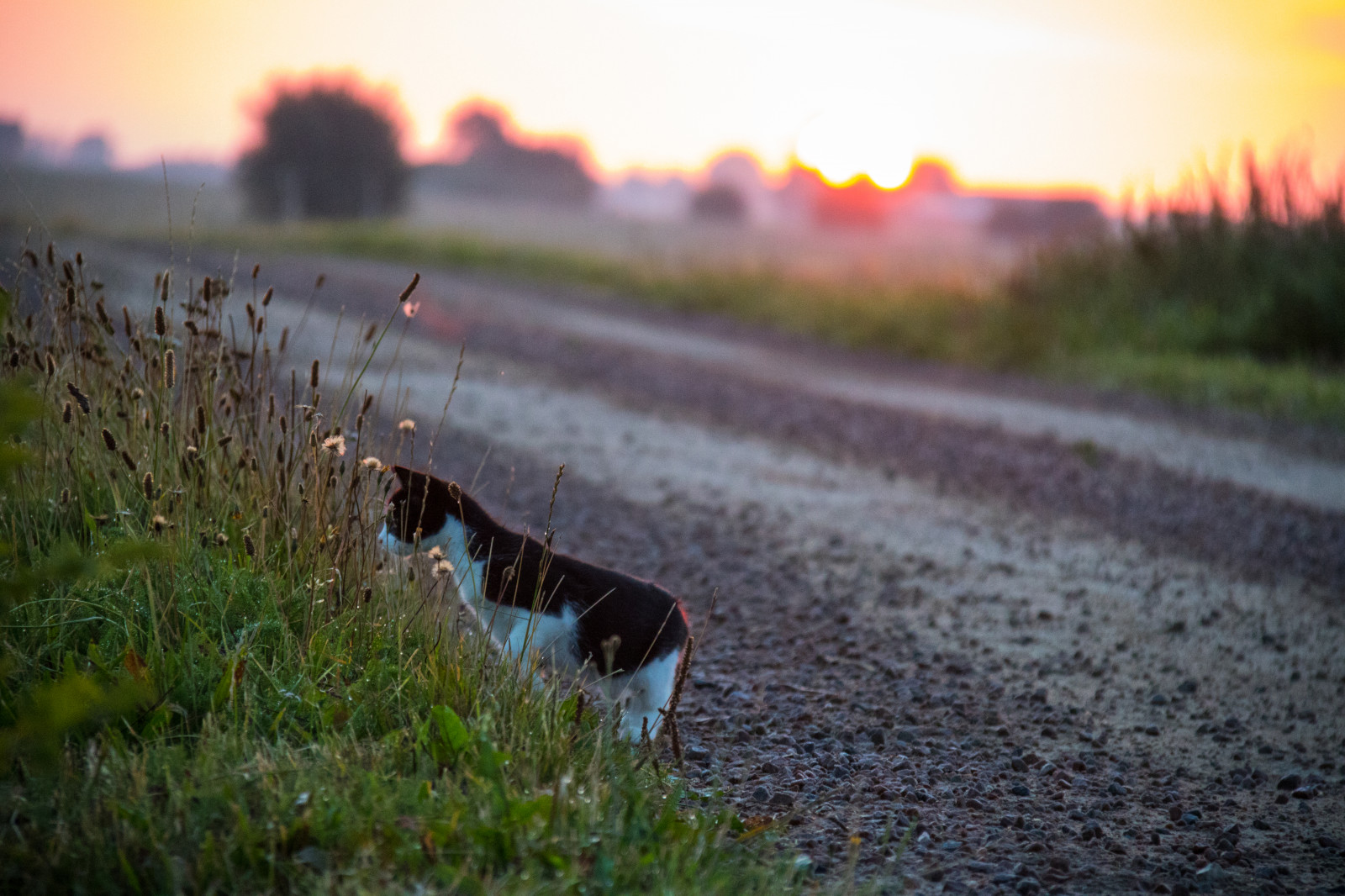 slunečnímu záření, krajina, kočka, tráva, nebe, pole, silnice, svítání, večer, ráno, hospodařit, jaro, mrak, strom, zvíře, svítání, lučina, rostlina, nebe, venkov, moln, pastvina, landsbygd, katt, landskap, gryning, morgon, kattunge, kittem, soderslatt, louka, prérie, venkov, tráva rodina, ekoregion, Soluppgang